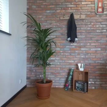 Entrée avec mur en briques rouges et plante verte